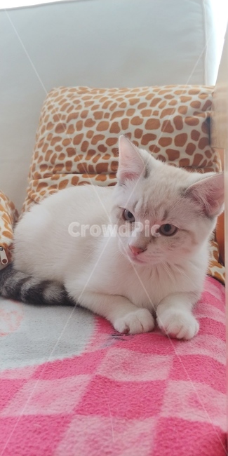 고양이,반려묘,동물,포유류,아기고양이,야옹이,냥이,새끼고양이,cat,pet,동물,animal,포유류,mammal,고양이,cat,kitten,kitty