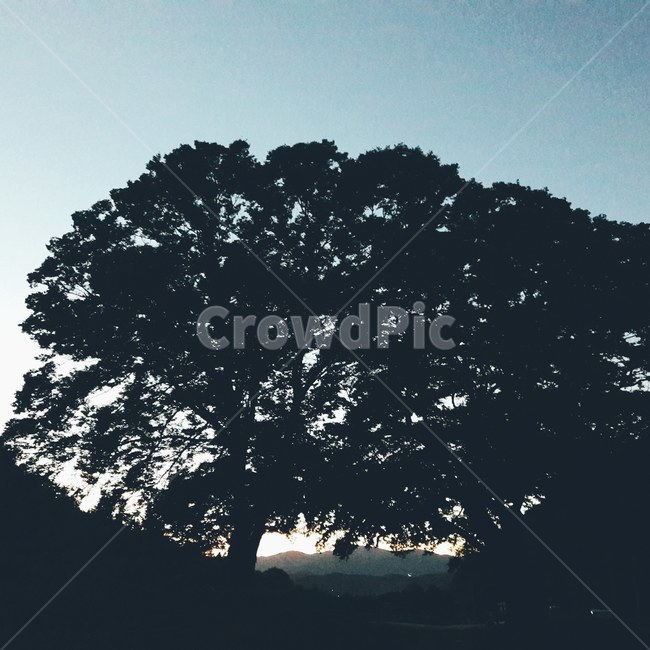 자연,풍경,산,나무,감성,자연,풍경,nature,landscape,tree,plant,식물