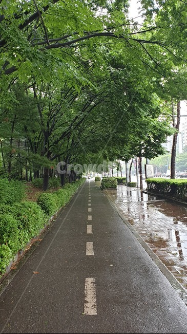비,거리,초록,도시,자전거도로,자전거전용,인도,우산,봄비,고요,추적추적,인천