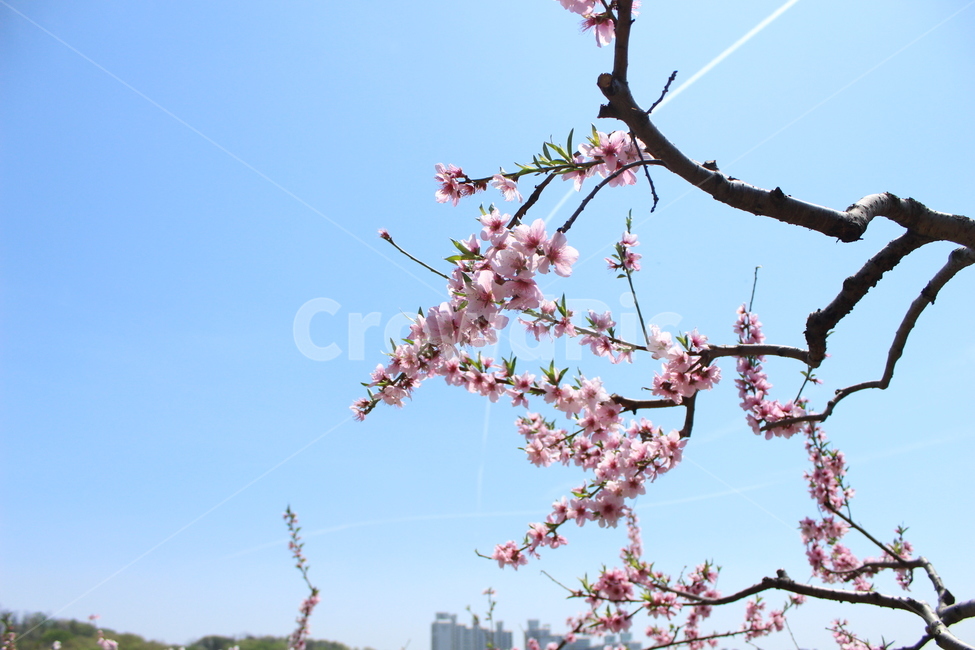 복사꽃,복숭아꽃,꽃,자연,식물,flower,sky,하늘