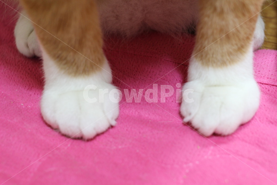 고양이,고양이발,양말,반려동물,귀여움,cat,동물,animal,포유류,mammal,고양이,cat,kitten,kitty