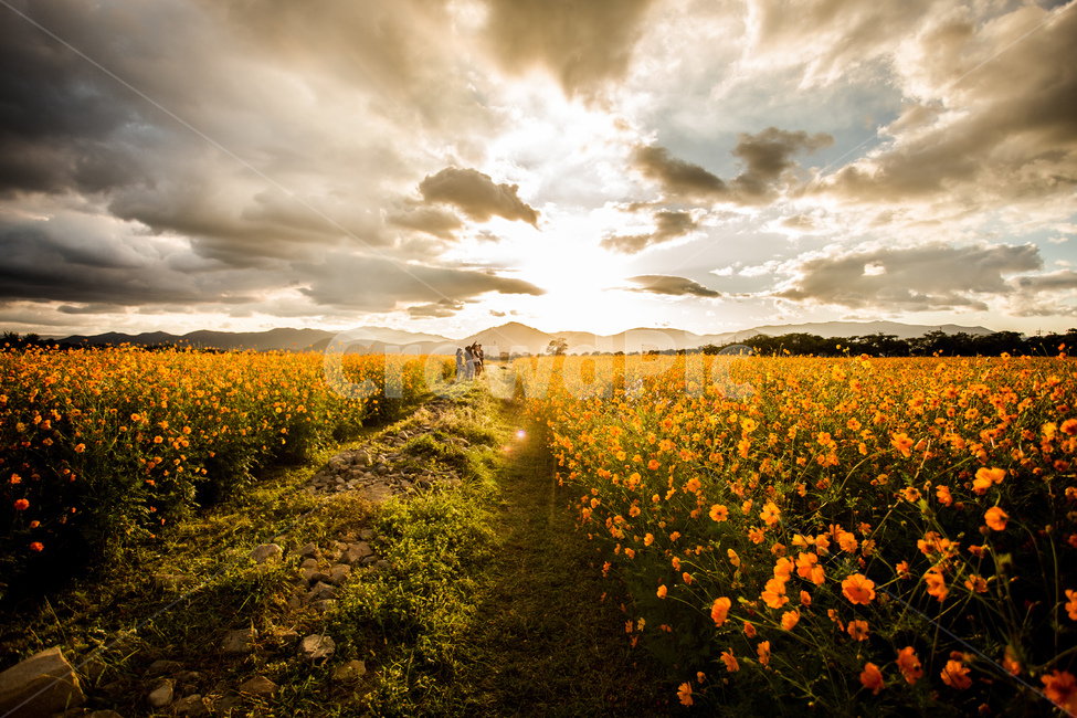 노을,풍경,들판,코스모스,하늘,경주,구름,자연,풍경,nature,landscape,식물,plants,꽃,flower,outdoors,옥외,grassland,목초지,field,들,rural,농촌,farm,농장,meadow