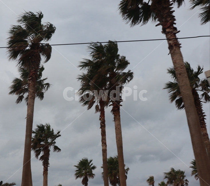 tree,나무,plant,식물,arecaceae,palmtree,야자수,흐린날씨