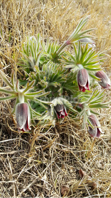 할미꽃,꽃,flower,식물,자연