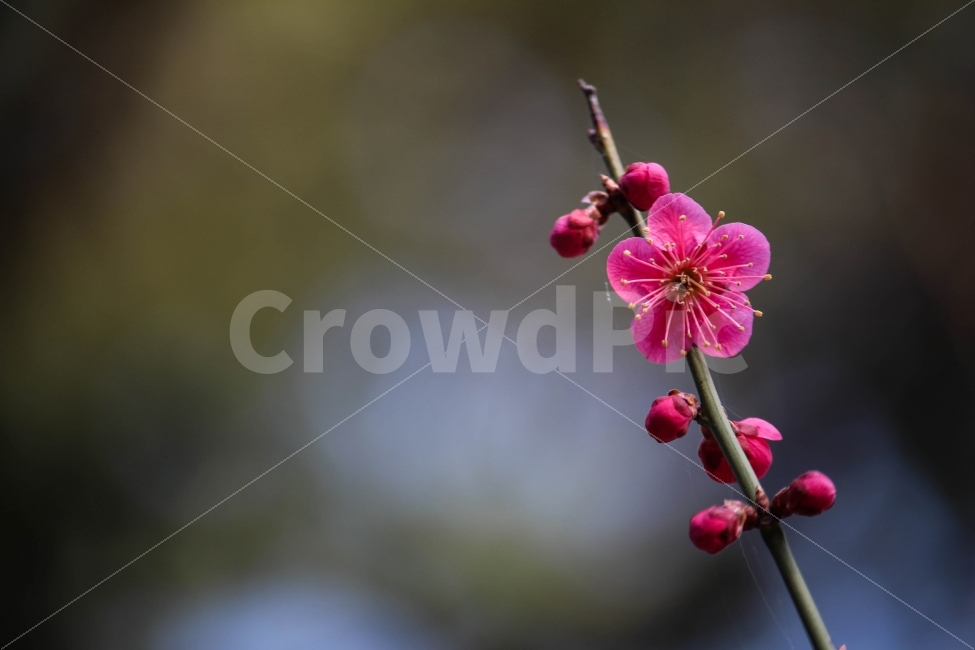 꽃,홍매화,매화,봄,나무,자연,분홍,새순,나뭇잎,따뜻함,외로움,봄,계절,spring,season,식물,자연,plants,nature,꽃,flower,plant,geranium,제라늄,blossom