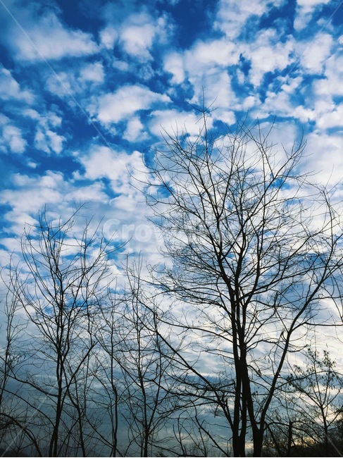 구름,하늘,뭉게뭉게,겨울,풍경,식물,자연,plants,nature,나무,trees,wood