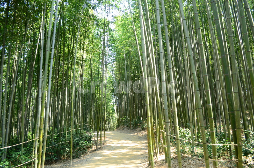 대나무,힐링,여름,담양,산책,대나무숲,여름,계절,summer,season,자연,풍경,nature,landscape,식물,plants,나무,trees,wood,plant