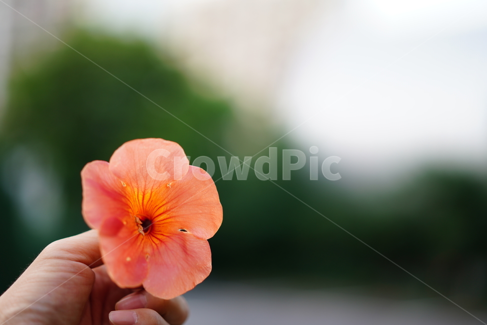 능소화,꽃,컬러,색감,주황,생명,식물,생물,flower,식물,자연,plants,nature,꽃,flower