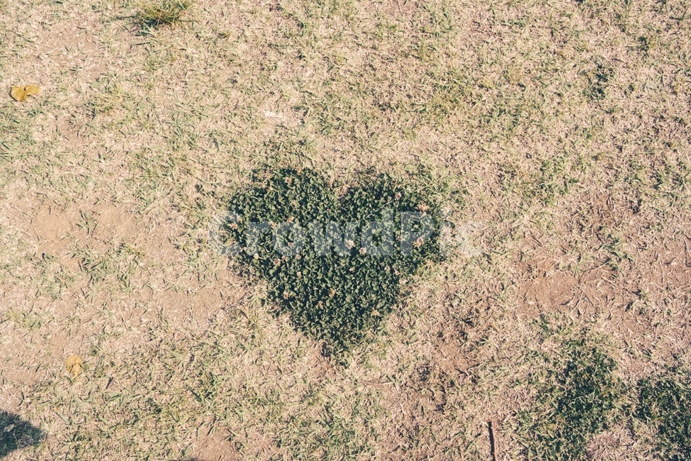 공원,잔디,풀,식물,하트,heart,바닥,ground