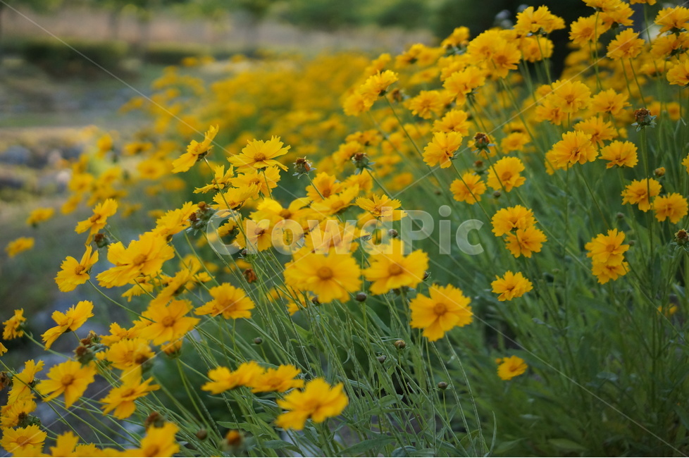 금계국,노랑,꽃,봄,풍경,식물,자연,plants,nature,꽃,flower