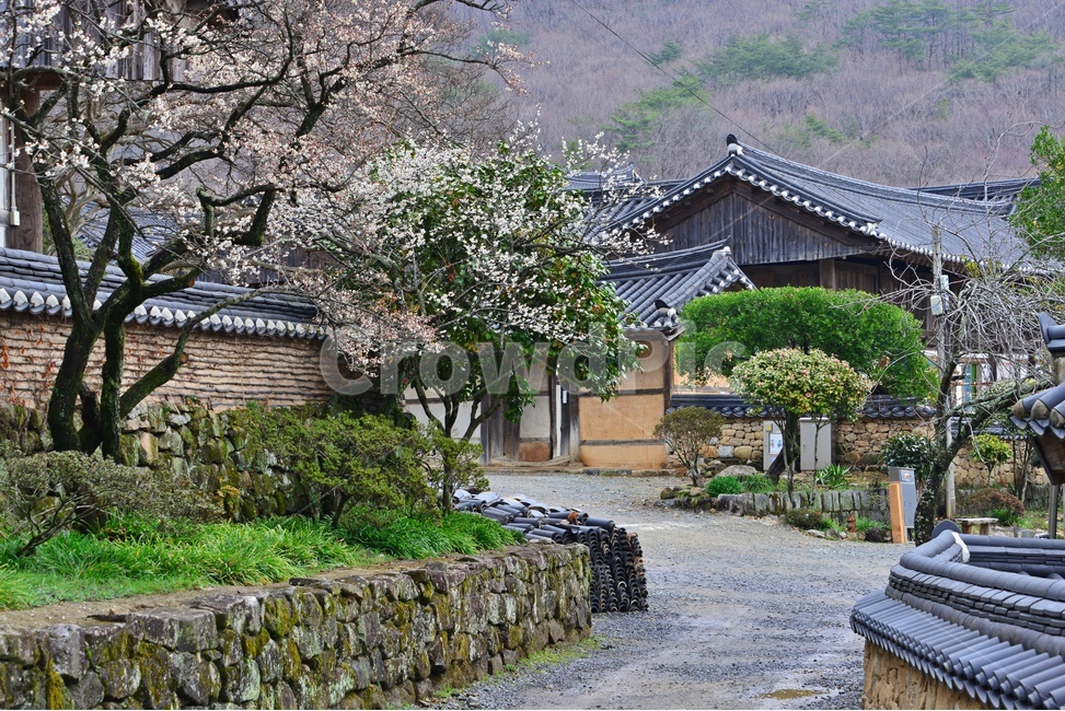 water,물,nature,자연,outdoors,옥외,승주,선암사,사찰,절,불교,유적지,문화재,벚꽃,선암매