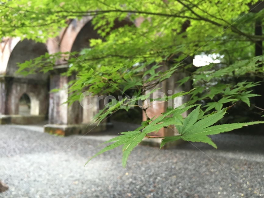 초록색,숲,green,자연,natural,나뭇잎