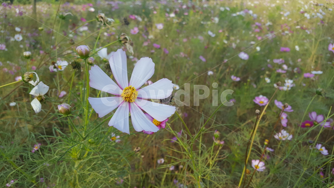 plant,식물,꽃,들꽃,코스모스,가을,한강,자연,nature,flower