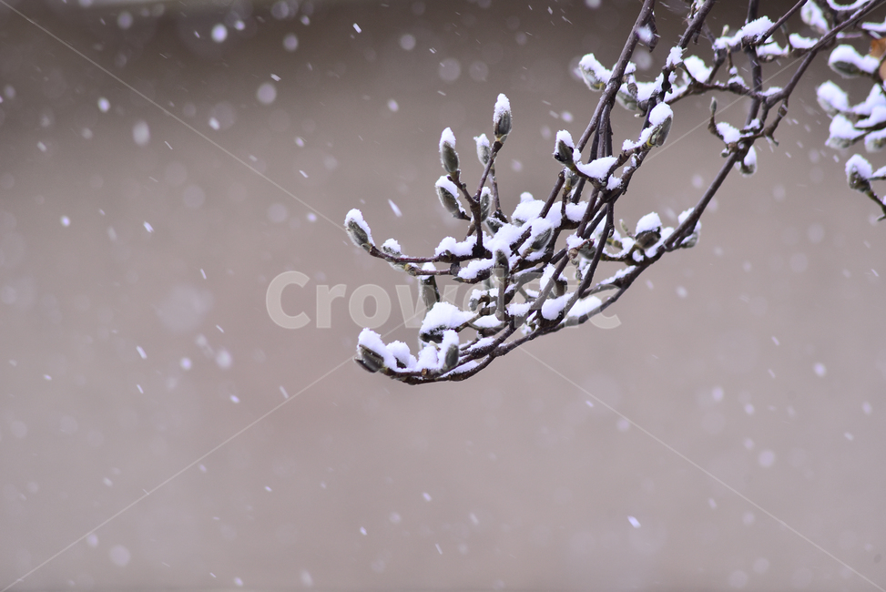 snow scene,winter,ice,magnolia,frost,season,snowflake,green,winter background,nature,tree,spring snow,outdoors,snow,background,plant