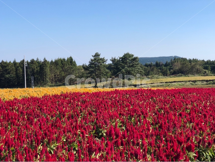 plant,식물,자연,하늘,꽃,조화,날씨,맑음,나무,tree,한국자연풍경,한국자연경관,korea nature landscape