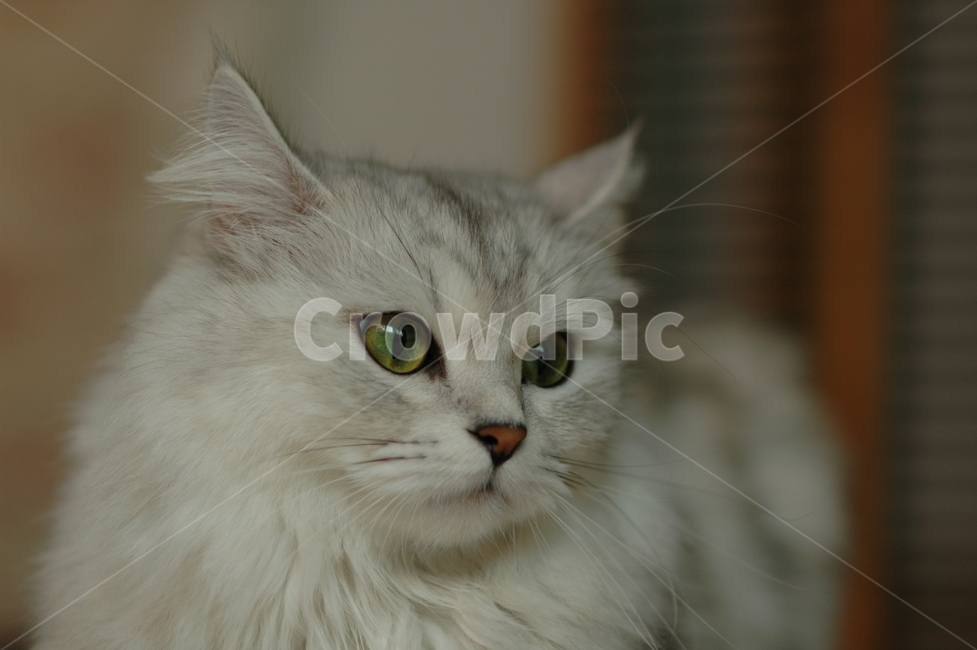 애완동물,고양이,페르시안친칠라,녹색눈,pet,cat,persianchinchilla,greeneyes,동물,animal,포유류,mammal,고양이,cat,kitten,kitty