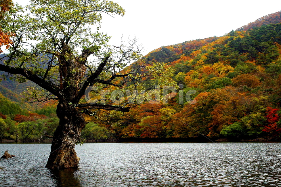 단풍,주산지,주왕산,가을,왕버들,가을,계절,fall,autumn,season,자연,풍경,nature,landscape,한국자연풍경,한국자연경관,korea nature landscape,tree,나무,plant,식물,tree trunk,나무 줄기