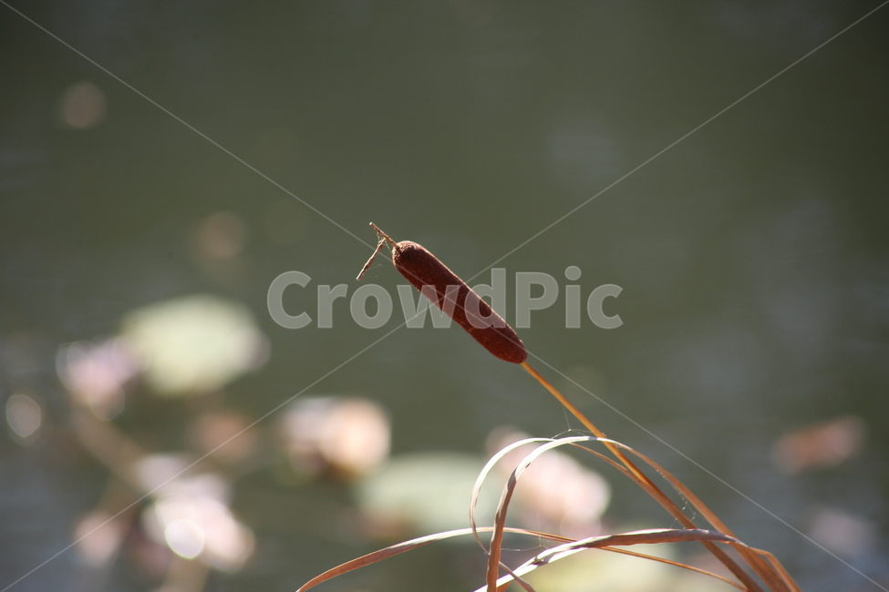부들,감포,식물,cattail,수생식물,식물,자연,plants,nature
