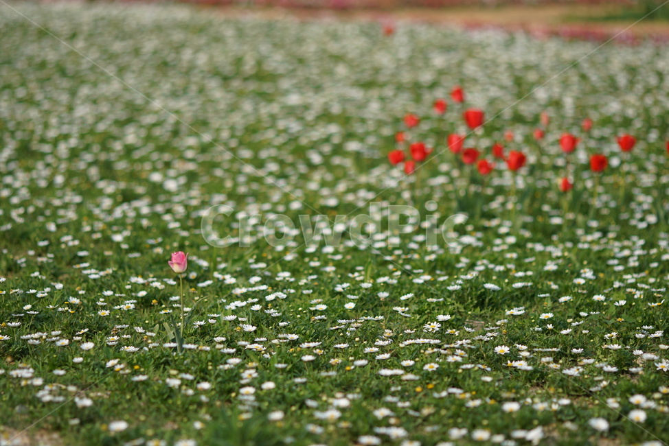 튤립,튜울립,꽃,핑크,왕따,식물원,식물,자연,plants,nature,꽃,flower