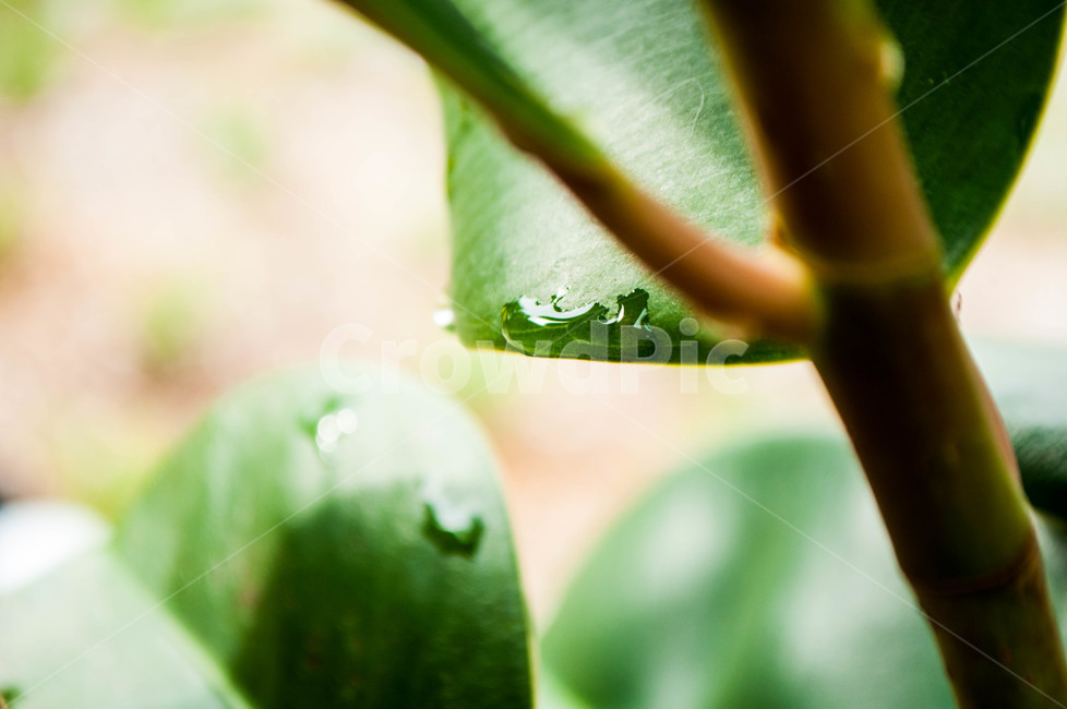plant,식물,leaf,잎,아웃포커싱