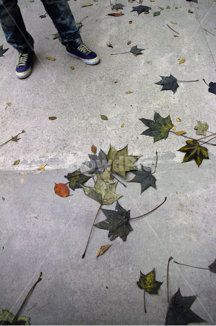 가을,fall,나무,식물,plant,단풍,잎,낙엽,가을,계절,fall,autumn,season,leaf