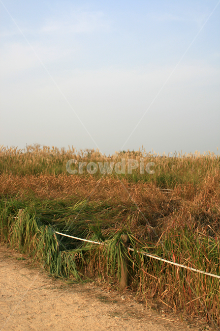 가을,하늘,억새,억새풀,식물,가을,계절,fall,autumn,season,자연,풍경,nature,landscape