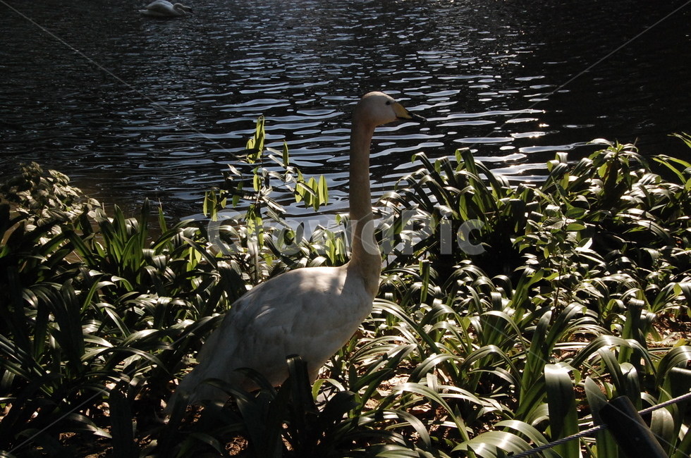 bird,새,호수,백조,거위,동물,animal,조류,새,birds