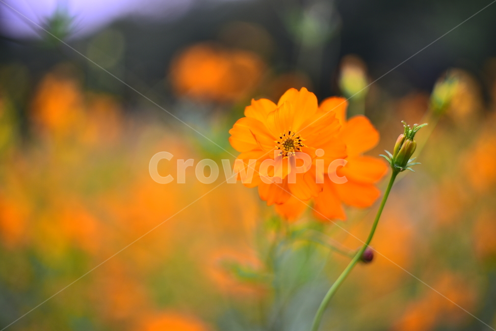 노랑코스모스,코스모스,꽃,가을꽃,꽃밭,야외,노랑색,가든,옥외,park,flowers,yellowcosmos,garden,background,blossom,yellow,올림픽공원,들꽃마루,outdoors,field,들,자연,nature,진노랑색꽃,가을배경,가을분위기,계절,시즌,season,식물,plant,배경,바탕,백그라운드,가을,계절,fall,autumn,season,식물,자연,plants,nature,꽃,flower