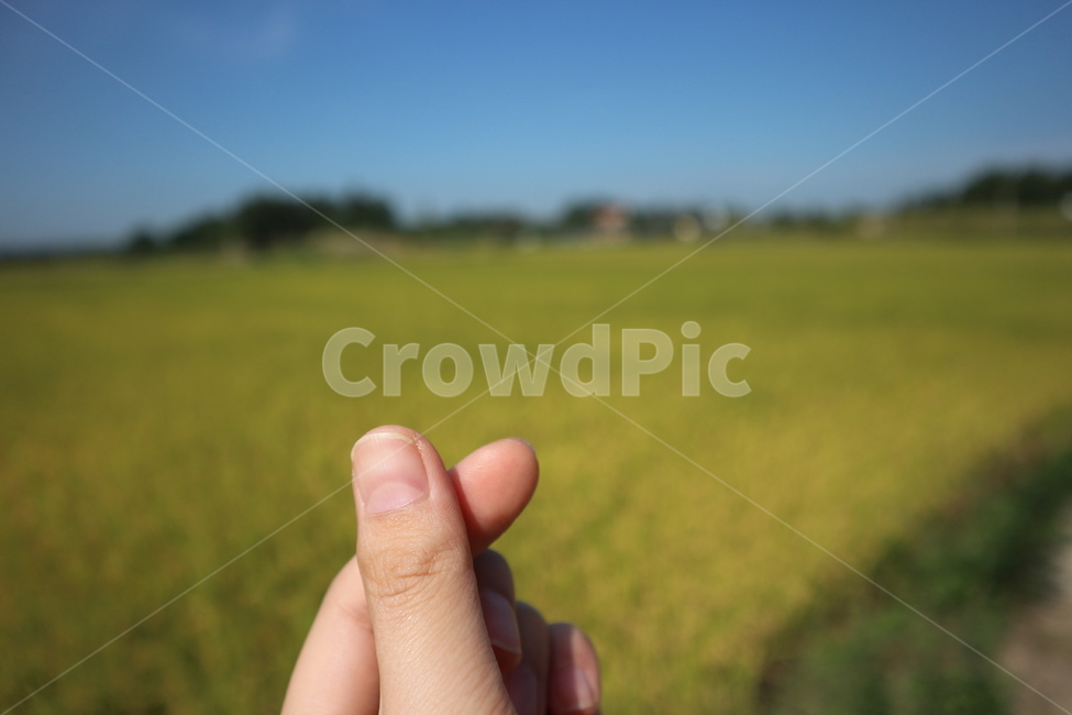 하트,손하트,사랑,자연,가을,풍경,시골,시골풍경,추석,추수,밭,손가락,여유,finger,fall,love,country,field,heart