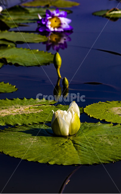 수련,연꽃,연,수상식물,습지,연못,반영,식물,에이트런스,청순,부엽식물,flower,식물,자연,plants,nature,꽃,flower