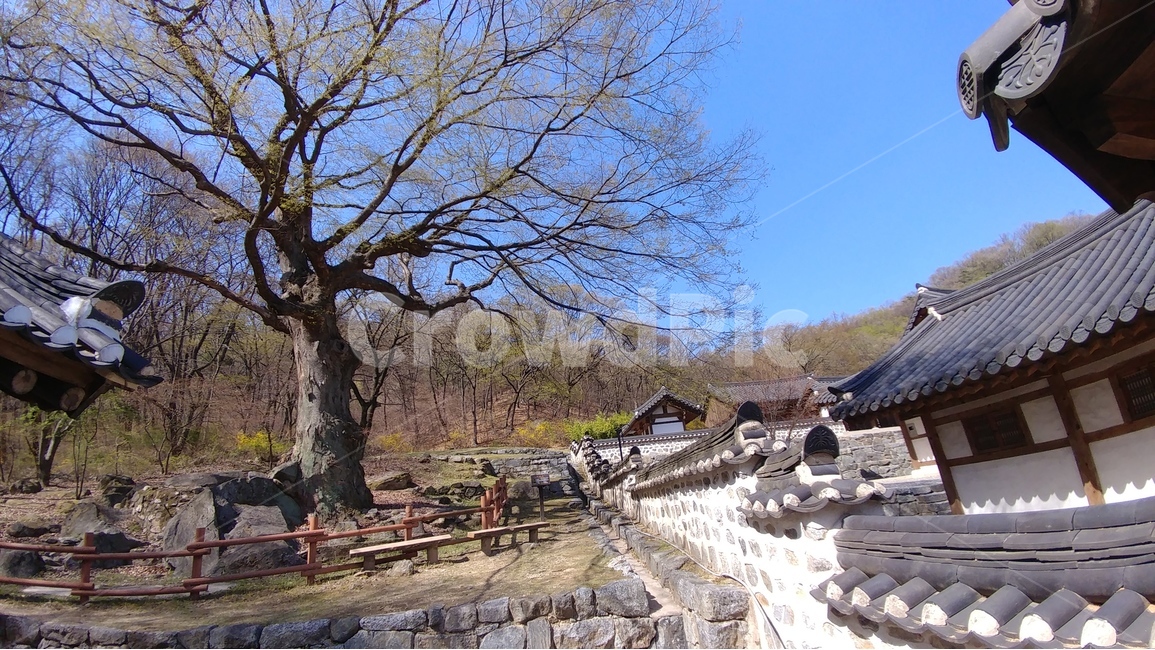 한국적인,기와,나무,서원,풍경,고목,정경,시골,마을,풍경,landscape,country,rural,town,한국전통,한국문화,korean traditional,korean culture,식물,자연,plants,nature,나무,trees,wood,건축물,건물외관,exterior,building,structure,architecture,construction