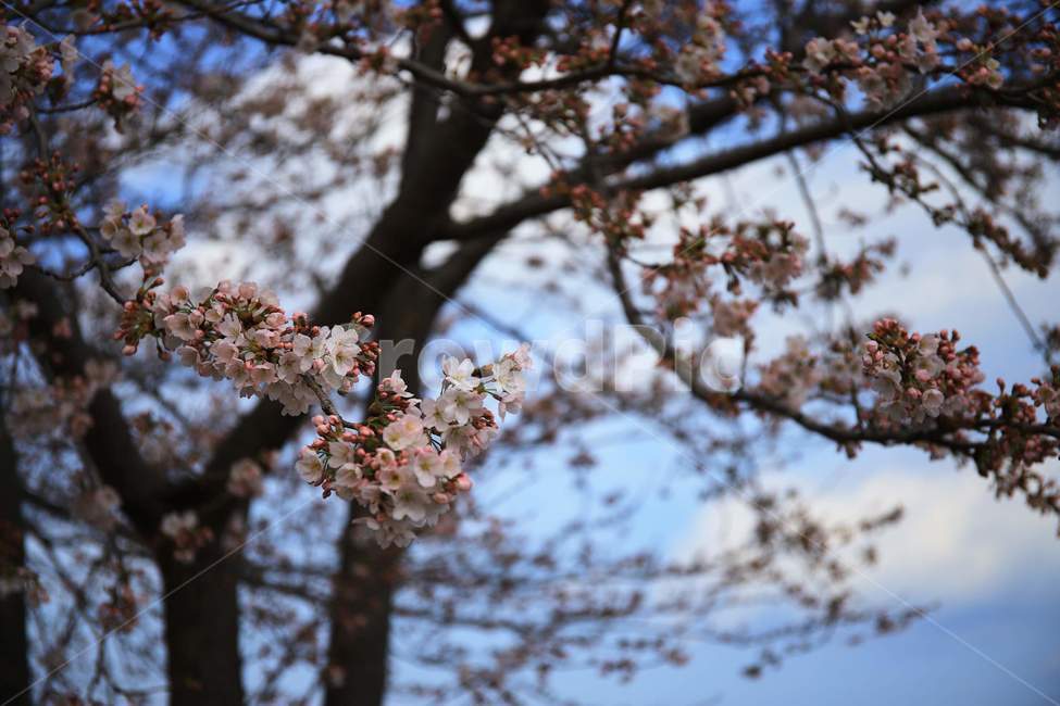 벚꽃,봄,식물,나무,하늘,plant,벚꽃나들이,식물,자연,plants,nature,꽃,flower