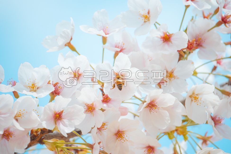 bee,cherryblossom,bluesky,cherryblossoms,freshness,branch,april,Cherry blossoms,spring flowers,spring,bloom,white,insect,season,day,sky,flowers,natural,tree,honeybee,April,plant,animal,blue sky,cherry,cherry tree,pink,flowering,cherrytree,petal,twig,park,
