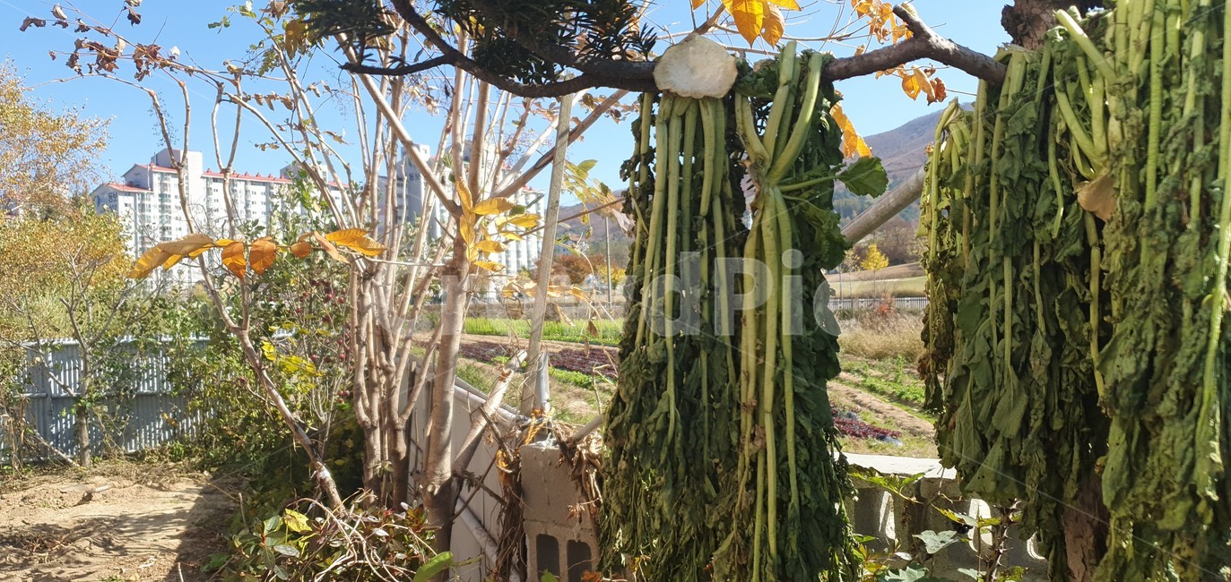 평창,무총,가을,시골,plant,식물,식물,자연,plants,nature