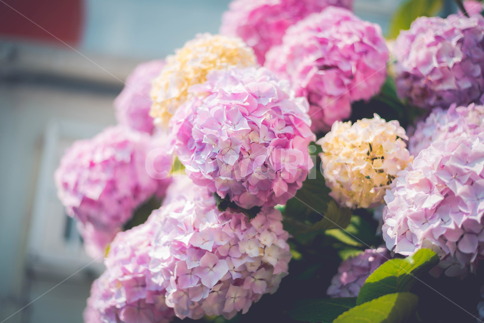 수국,꽃,식물,여름꽃,핑크꽃,분홍꽃,식물,자연,plants,nature,꽃,flower