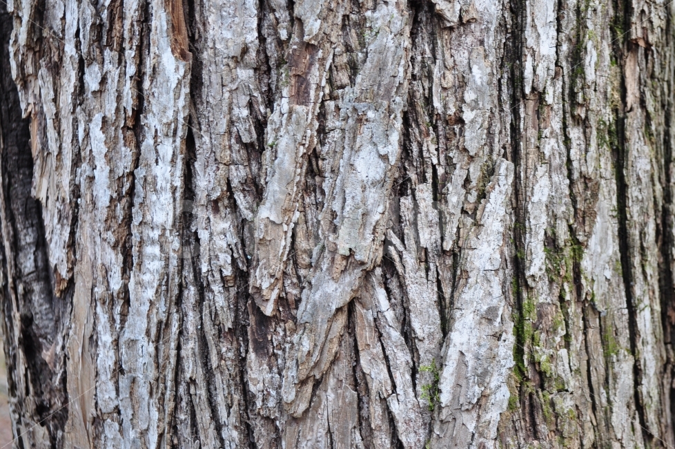 자연,나무,가을,쓸쓸,외로움,식물,자연,plants,nature,나무,trees,wood,텍스처,질감,패턴,texture,pattern