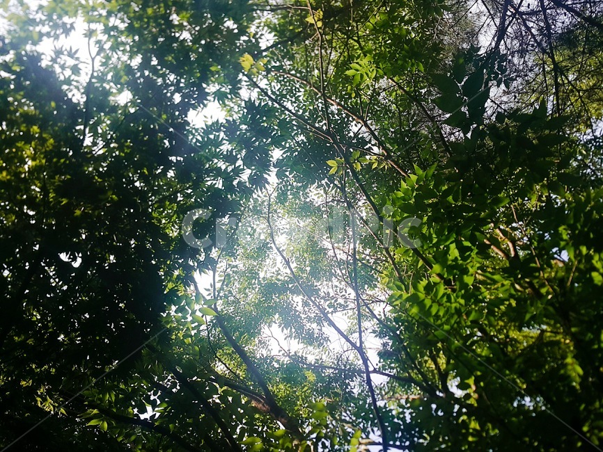 빛,flare,플레어,sunlight,햇빛,tree,숲,나무,자연,풍경,nature,landscape
