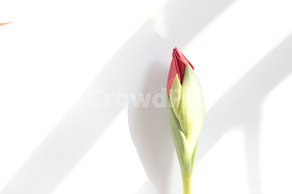 plant,식물,flower,꽃,blossom,튤립