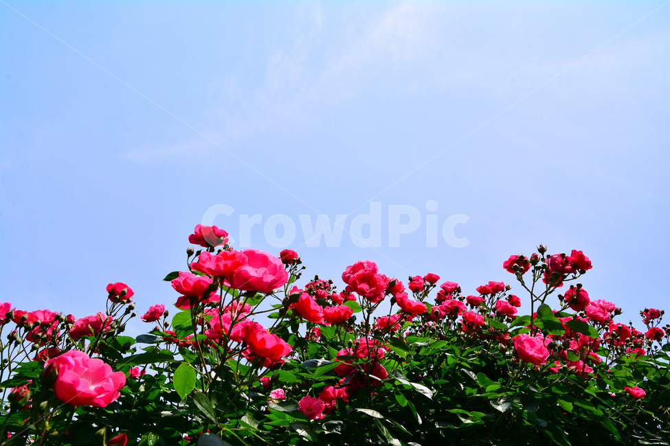 장미,장미꽃,로즈,꽃,아름다움,예쁜,플라워,데코레이션,꽃송이,꽃잎,feeling,rose,flowers,5월,계절의여왕,가시,가든,정원,앞뜰,장미원,장미축제,BEAUTIFUL,plant,garden,분홍장미,꽃밭,수많은,빨강장미,빨간장미,식물,자연,plants,nature,꽃,flower