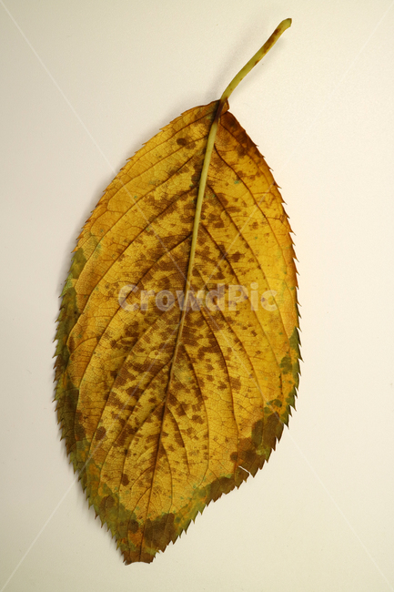 낙엽,가을,나뭇잎,잎,잎사귀,계절,식물,자연,가을낙엽,fallenleaves,deadleaves,오브젝트,누끼,가을,계절,fall,autumn,season,veins,정맥,animal,동물,invertebrate,무척추 동물,insect,곤충
