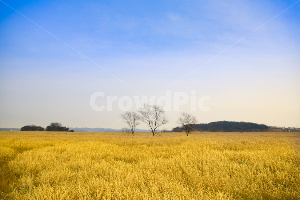 화성,갈대,왕따나무,하늘,가을,가을,계절,fall,autumn,season,자연,풍경,nature,landscape,outdoors,옥외,grassland,목초지,field,들