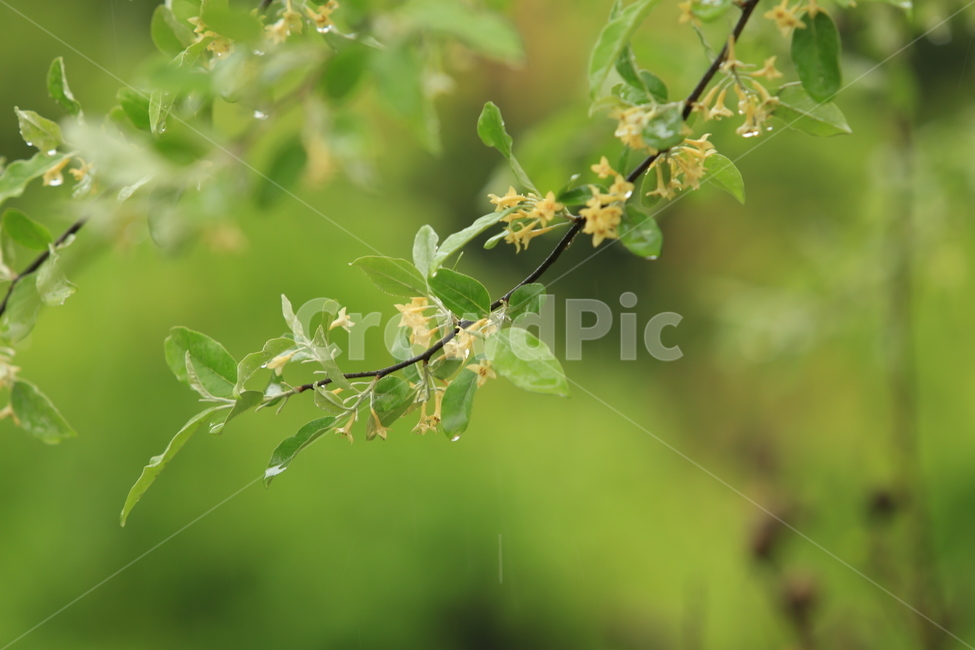 봄비,빗방울,풋풋함,연두,산뜻함,나뭇잎,시원함,봄,식물,자연,plants,nature,꽃,flower