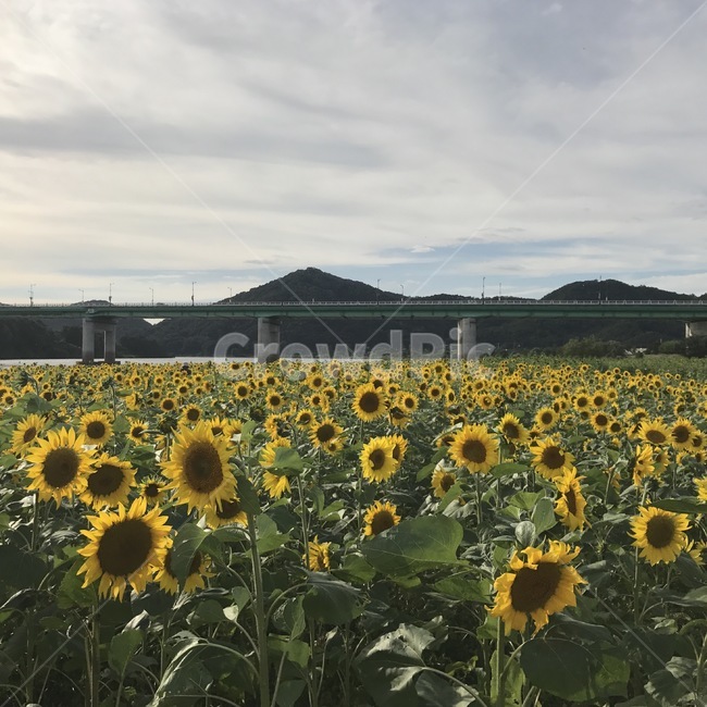 해바라기,여름꽃,꽃,잎사귀,구름,다리,가을,노랑,노란,yellow,sunflower,flower,fall,summer,Gongju,Kongju,Korea