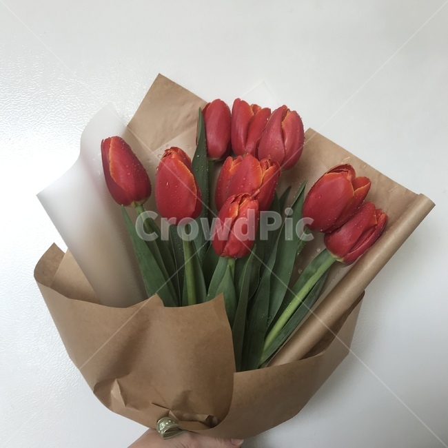 튤립,꽃,선물,감동,기념일,꽃,flower,기념일,축하,anniversary,congratulation,celebrate,celebration