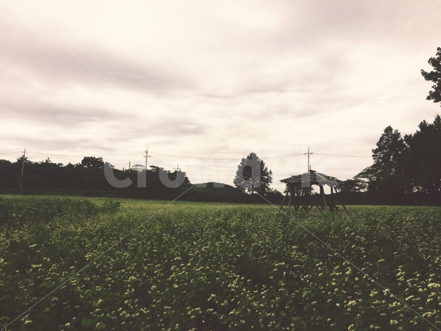 메밀밭,원두막,필카느낌,도깨비,풍경,자연,풍경,nature,landscape,감성,sensible,feeling,field,들,grassland,목초지,outdoors,옥외