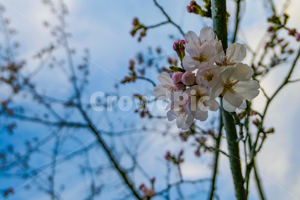 plant,식물,blossom,봄,꽃,벚꽃