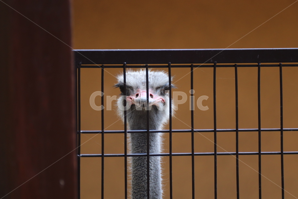 타조,동물원,새,동물,새장,동물,animal,조류,새,birds