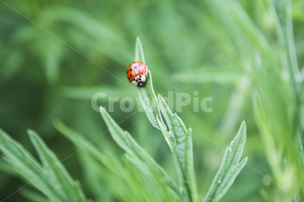invertebrate,무척추동물,animal,동물,무당벌레,벌레,작은,식물,초록,green,red,dot,나뭇잎,leaf,nature,plant,ladybug,ladybird,bug,insect,녹음,푸른,숲,forest,여름,동물,animal,곤충,벌레,insect,bug
