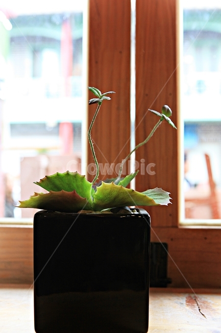 가짜식물,화분,창문,배경,사물,실내용화초,화분,화초,house plant
