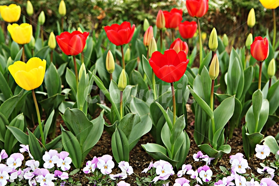 튤립,꽃,식물,자연,배경,공원,자유공원,식물,자연,plants,nature,꽃,flower